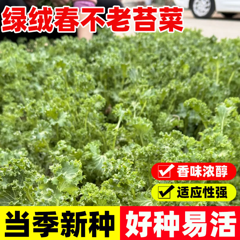 绿绒春不老苔菜种籽四季种植易活