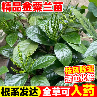 金粟兰苗鸡爪兰淡香清雅幽香黄珠兰花苗四季常青绿植阳台庭院盆栽