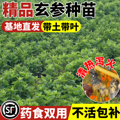 正宗中药材苗玄参种苗玄参芽元
