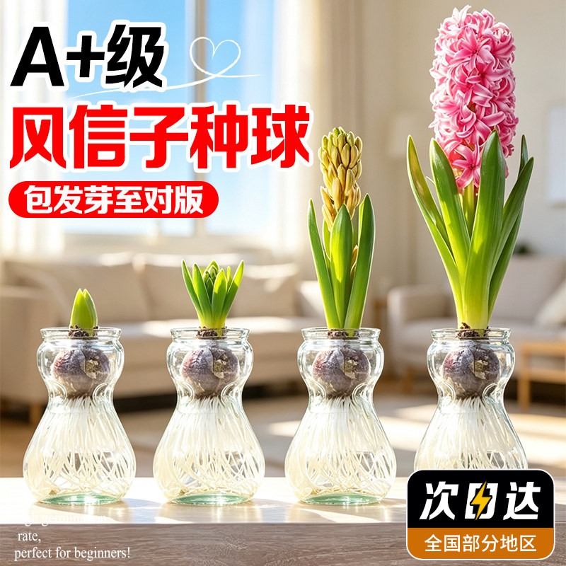 风信子种球耐寒多年生易分生复