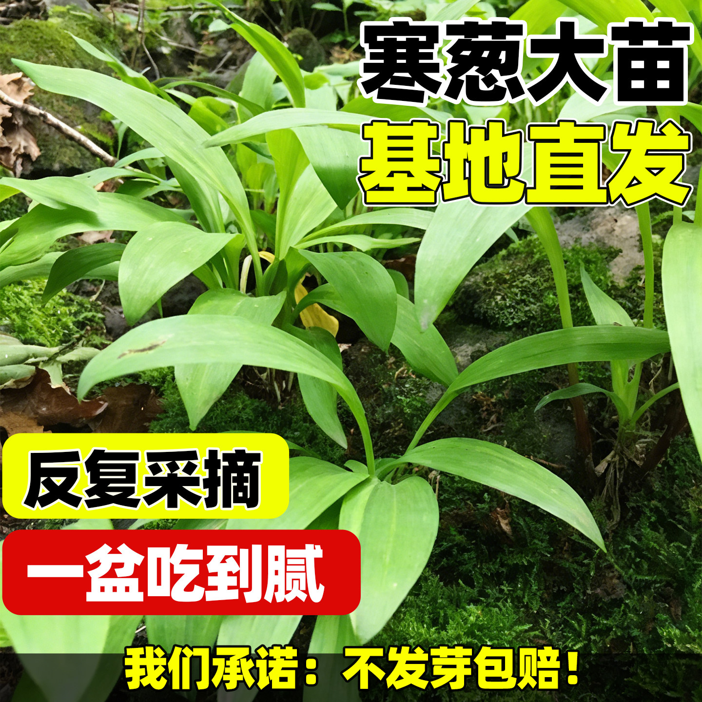 寒葱种苗东北宽叶山葱苗新鲜鹿耳韭苗葱可食用现挖现发蔬菜秧苗