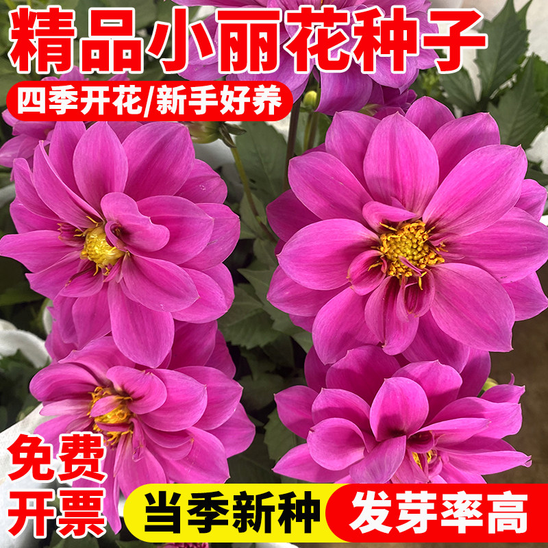 重瓣小丽花种子地瓜花多年生大丽花籽庭院室内外阳台盆栽四季播种