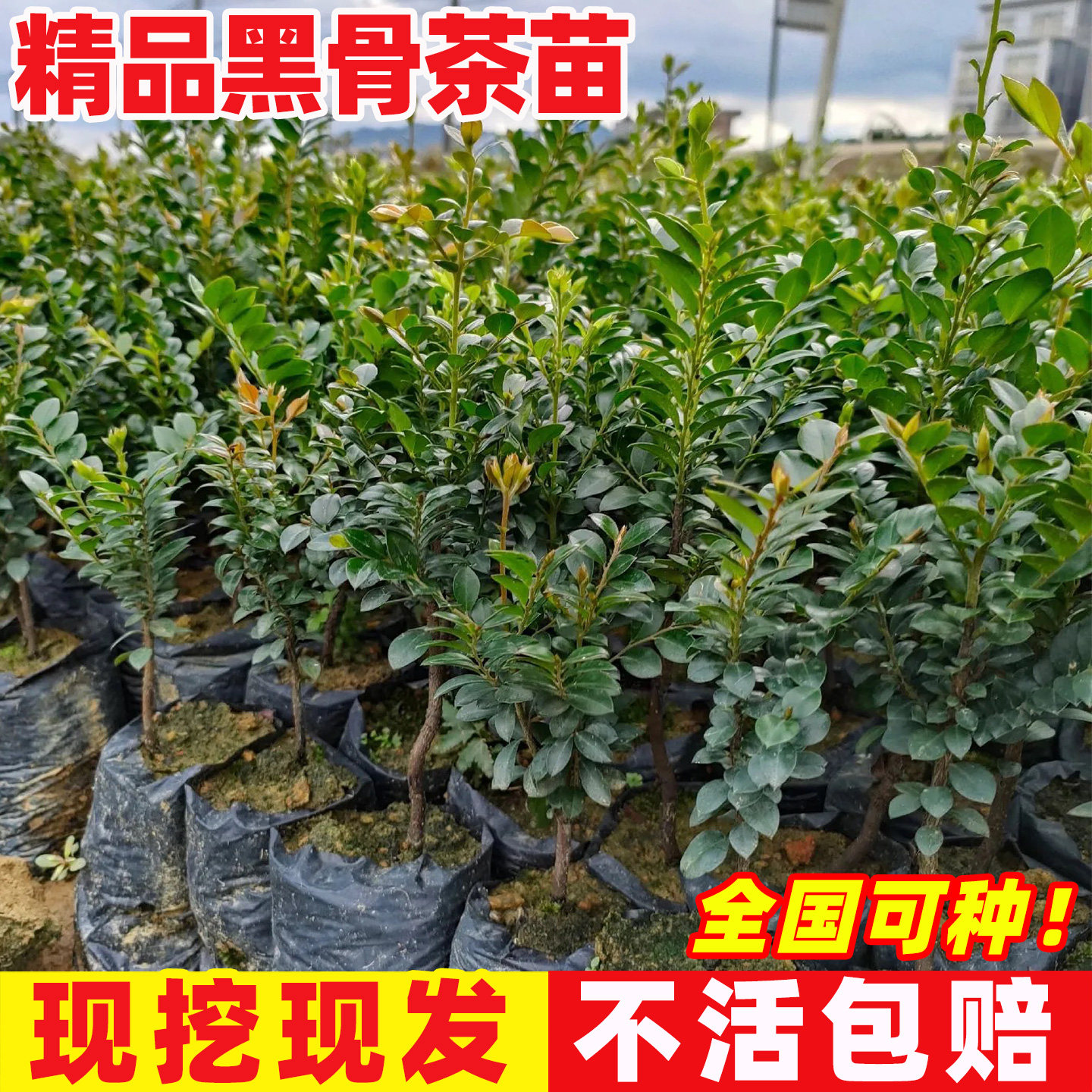 台湾黑骨茶树苗盆栽小叶紫檀树苗盆景阳台室内外四季常青绿植好养