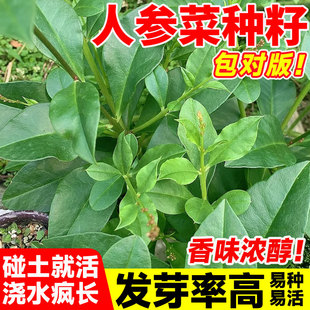人参菜种子四季种植易成活养心菜特色菜土人参种籽阳台庭院盆栽菜