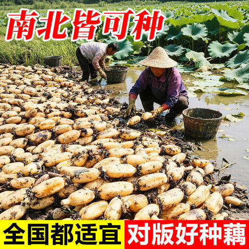 荷花藕种藕苗粉藕菜藕脆藕苗莲花