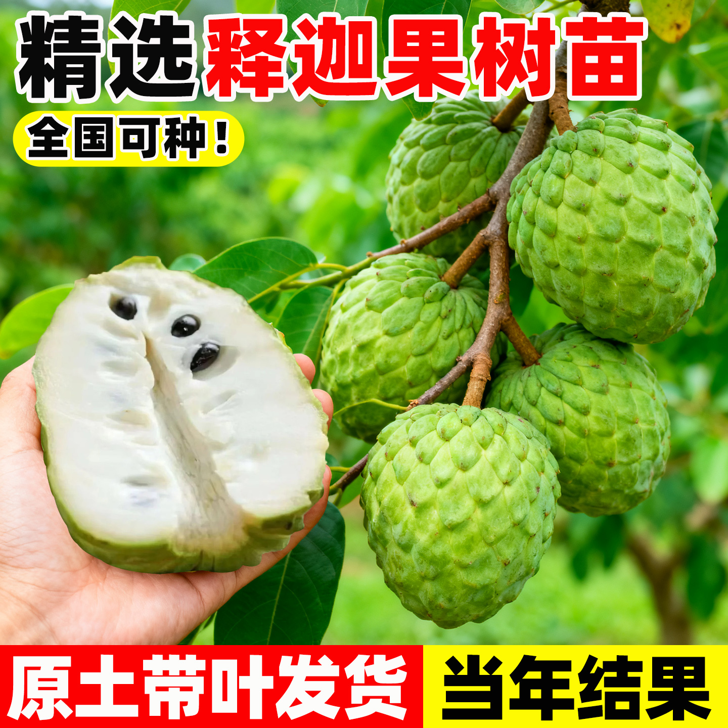 释迦果苗树特大台湾凤梨释迦嫁接