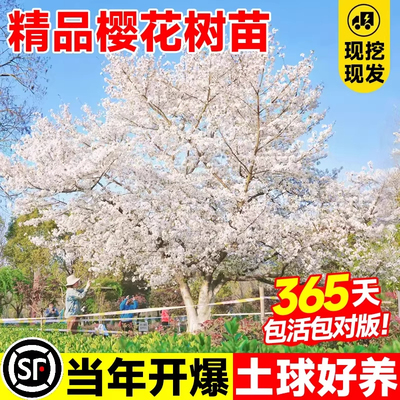 染井吉野日本樱花树苗庭院大