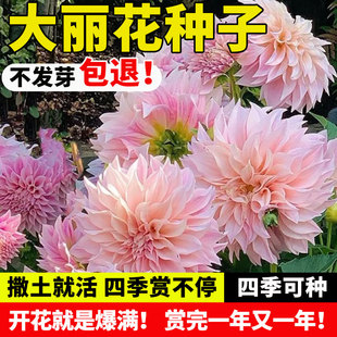 大丽花种子四季开花易活室外庭院阳台盆栽花卉种籽重瓣小丽花种子