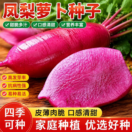 凤梨水果萝卜种子阳台地栽盆栽