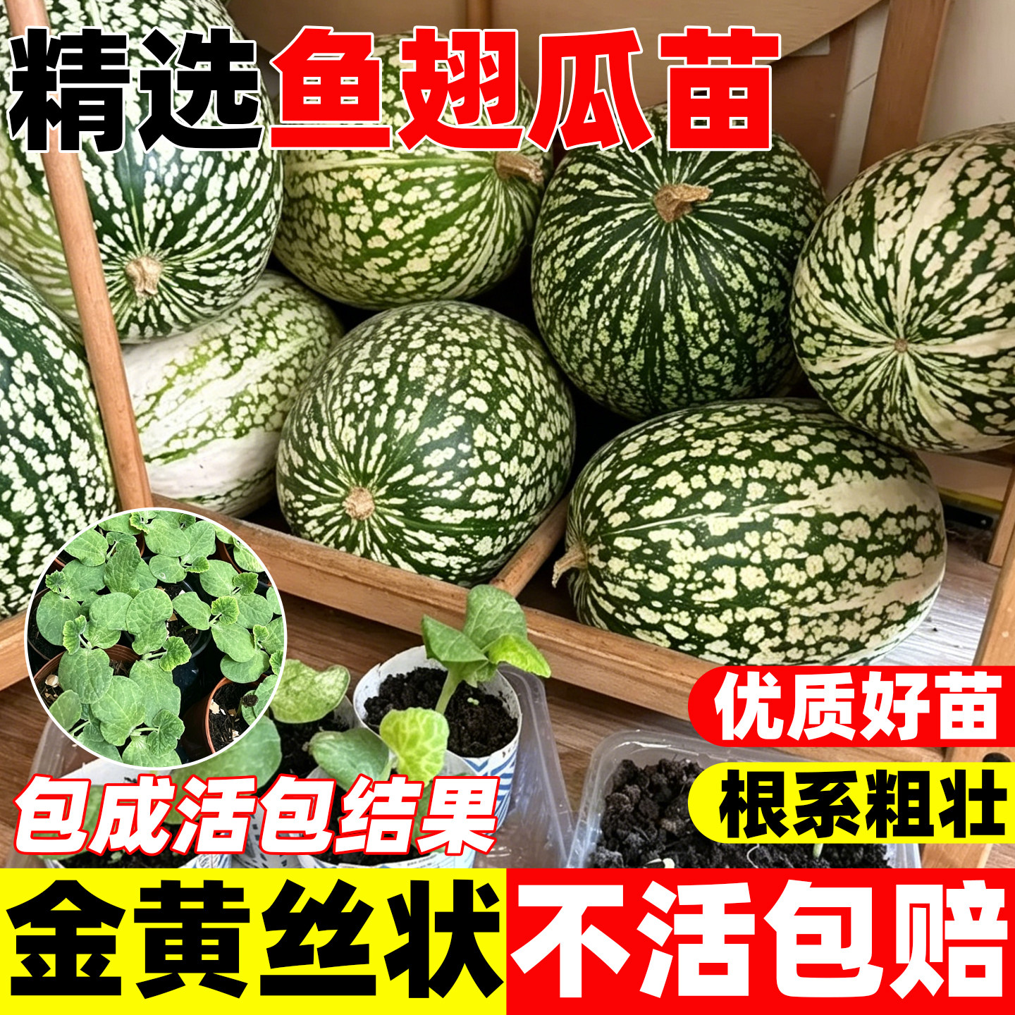 鱼翅瓜苗高产易种阳台盆栽庭院四季种植易活新鲜基地直发带土秧苗