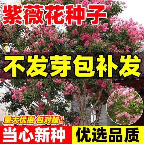 紫薇种子红花紫花速生紫薇树种