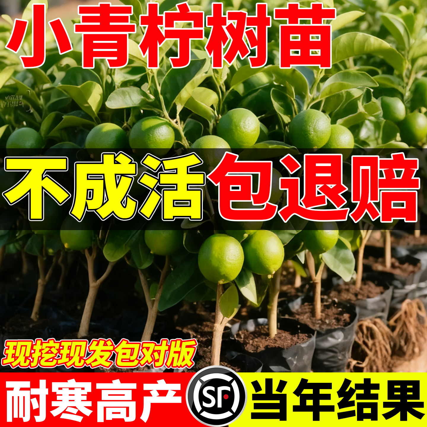 小青柠树苗海南小青桔金桔树香水柠檬树盆栽带果庭院阳台果树果苗