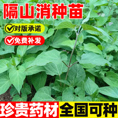 隔山消苗云南正宗白首乌苗隔山撬