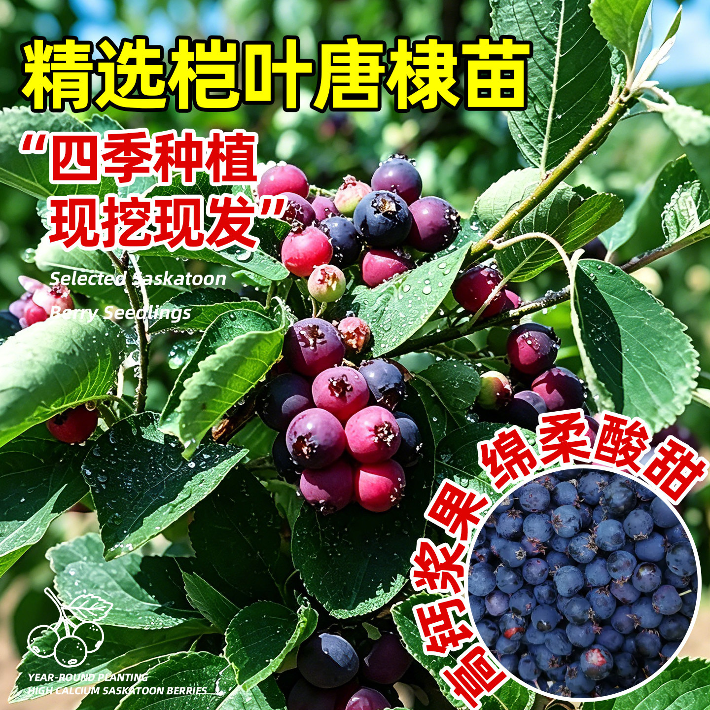 桤叶唐棣树苗高钙果苗东北新品种