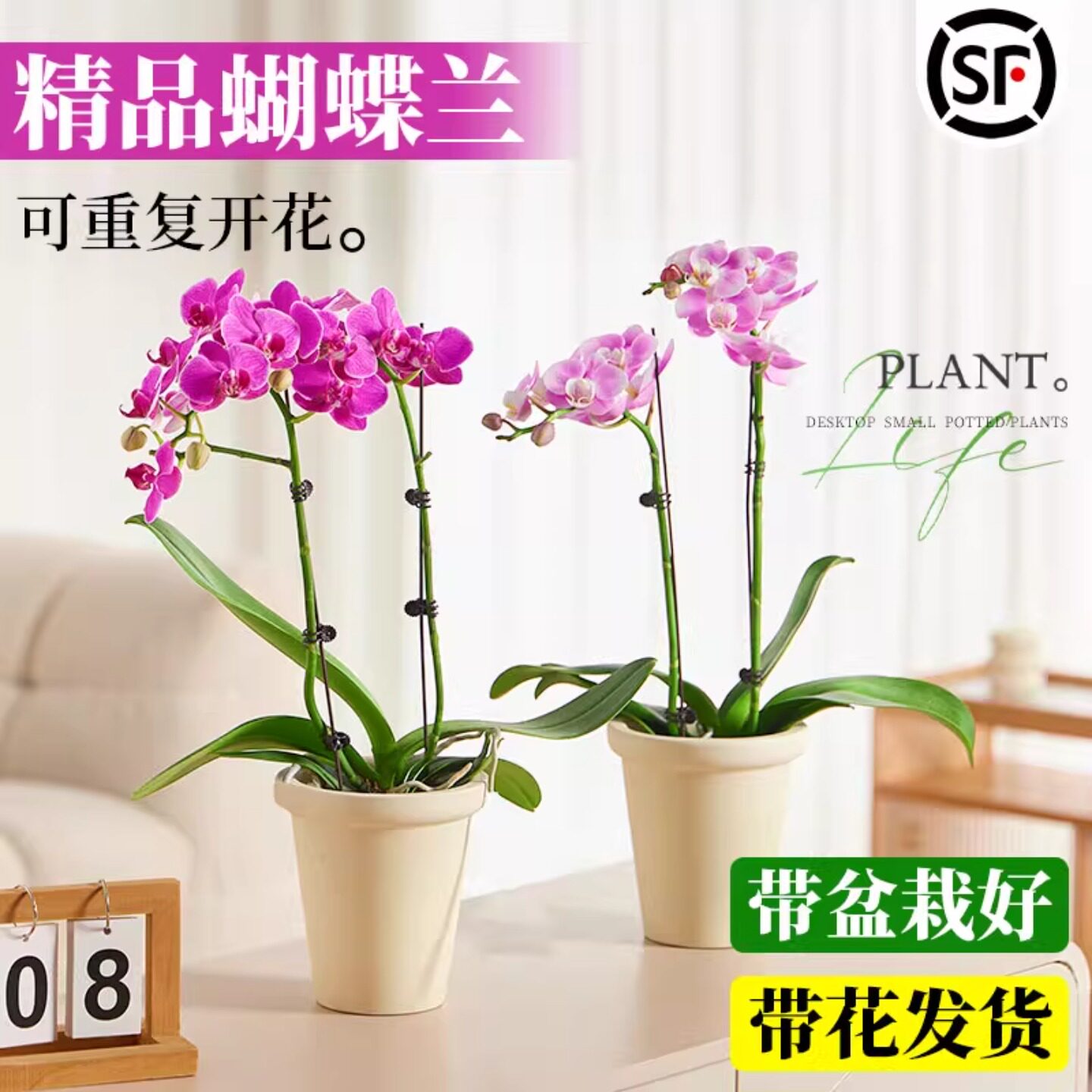 蝴蝶兰盆栽带花苞双剑花苗室内客
