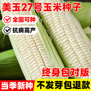 美玉27号玉米种子早熟抗病高产易活四季种植口感超甜糯白玉米种孑