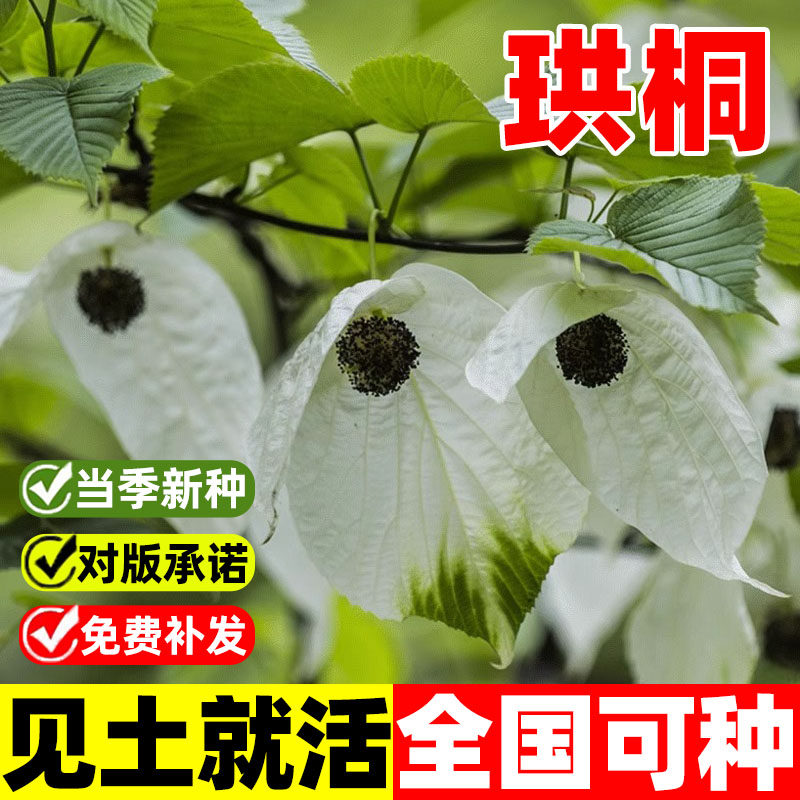 珙桐种子林木种子四季播珙桐树种子水梨子鸽子树种子鸽子花树种籽