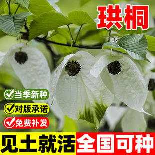珙桐种子林木种子四季播珙桐树种子水梨子鸽子树种子鸽子花树种籽