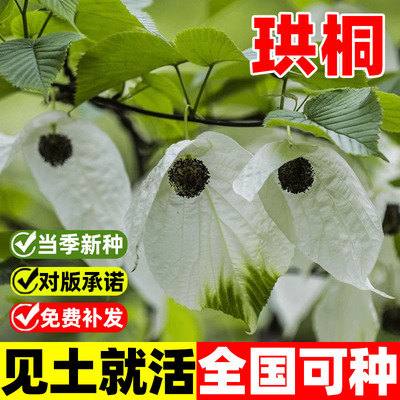 珙桐种子林木种子四季播珙桐树种