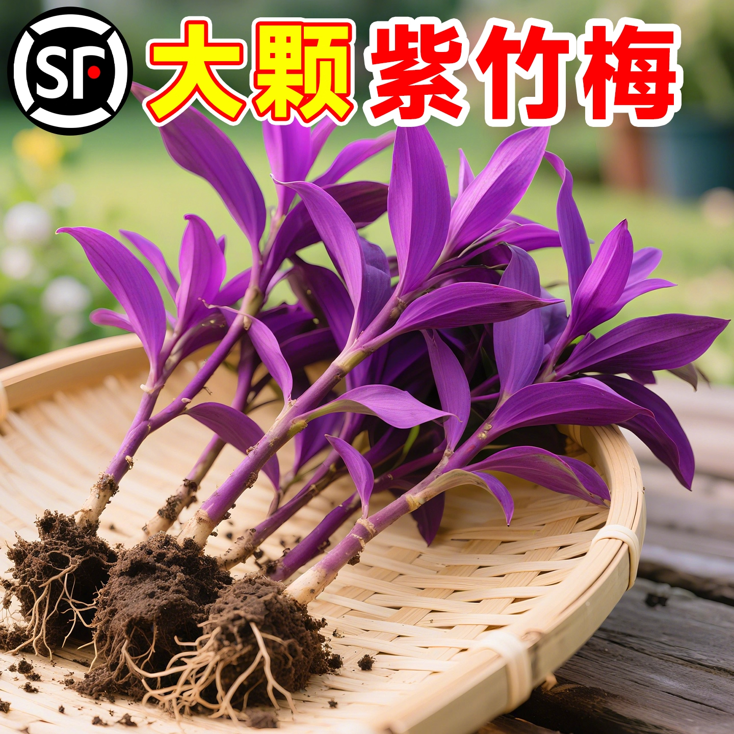紫竹梅盆栽油画婚礼吊兰水培植物办公室内桌面绿植四季好养紫罗兰