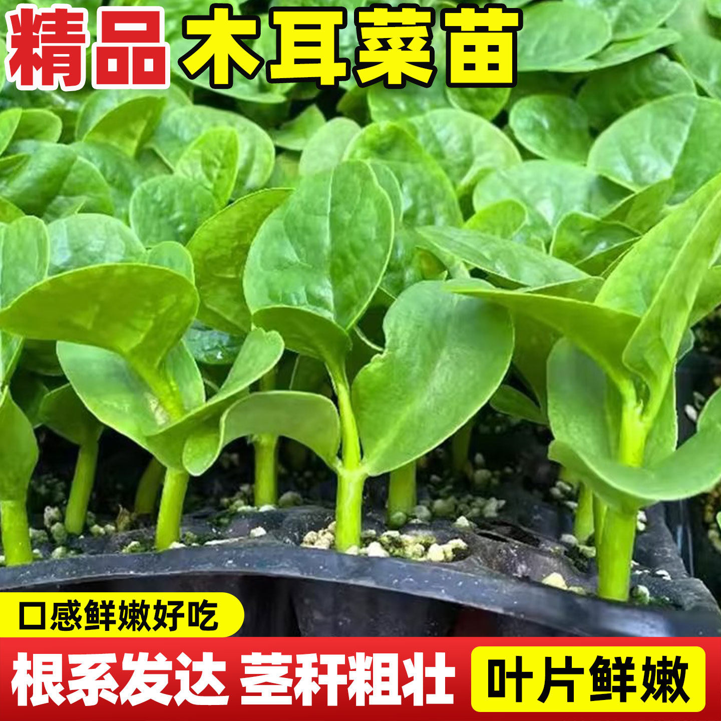 大叶木耳菜秧苗带土球高营养四季室内客厅阳台有机高产蔬菜苗盆栽