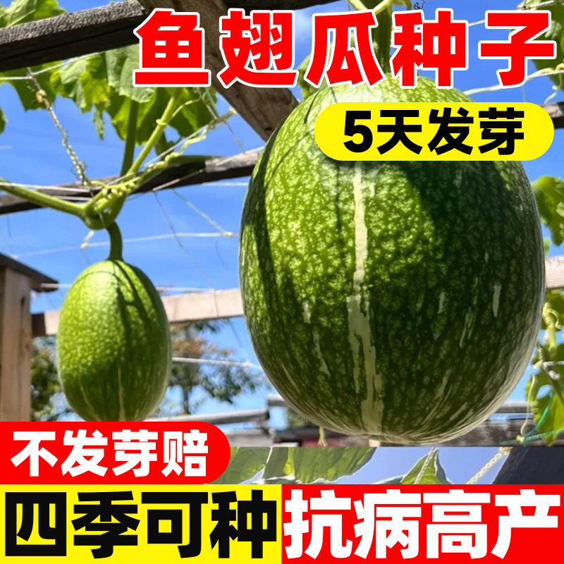 鱼翅瓜种子孑四季早熟高产金丝绞瓜种籽硬花皮黑籽南瓜天然粉丝瓜