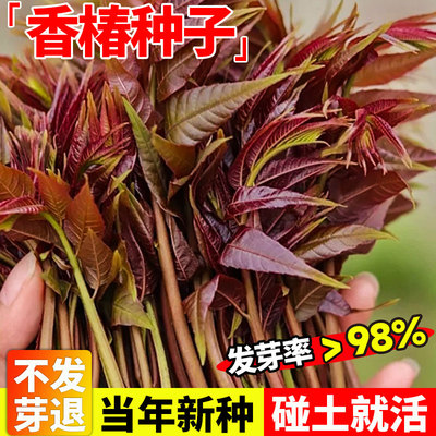 香椿籽种籽红油四季香椿树苗芽种