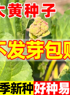 大黄种子四季种植耐寒庭院种植