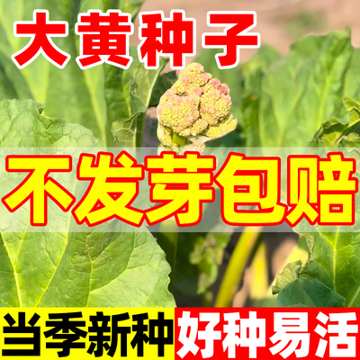 大黄种子四季种植耐寒庭院种植