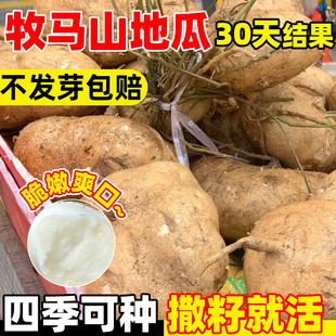牧马山地瓜种子凉薯种籽番薯种籽四季高产水果沙葛凉瓜土瓜蔬菜苗