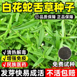 白花蛇舌草种子四季种舌草种子室外庭院半枝莲种子百花蛇舌草种子