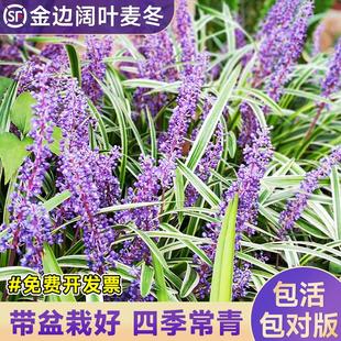 金边阔叶麦冬草苗宿根植物盆栽庭院绿化草坪造景绿植耐热耐寒玉龙