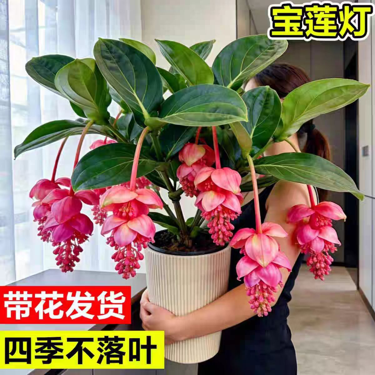 宝莲灯盆栽花苗带花室内客厅高端
