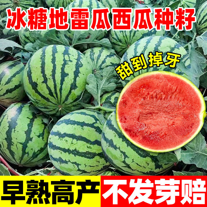 冰糖地雷瓜西瓜种子麒麟西瓜