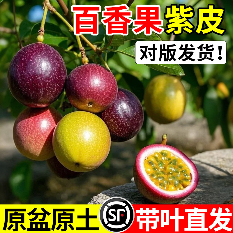 百香果紫皮树苗纯甜黄金钦