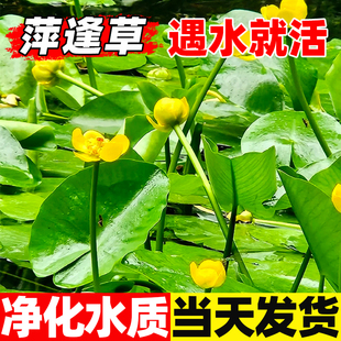萍蓬草水生植物盆栽圆叶萍荇菜浮萍水浮莲黄金莲根系发达净化水质