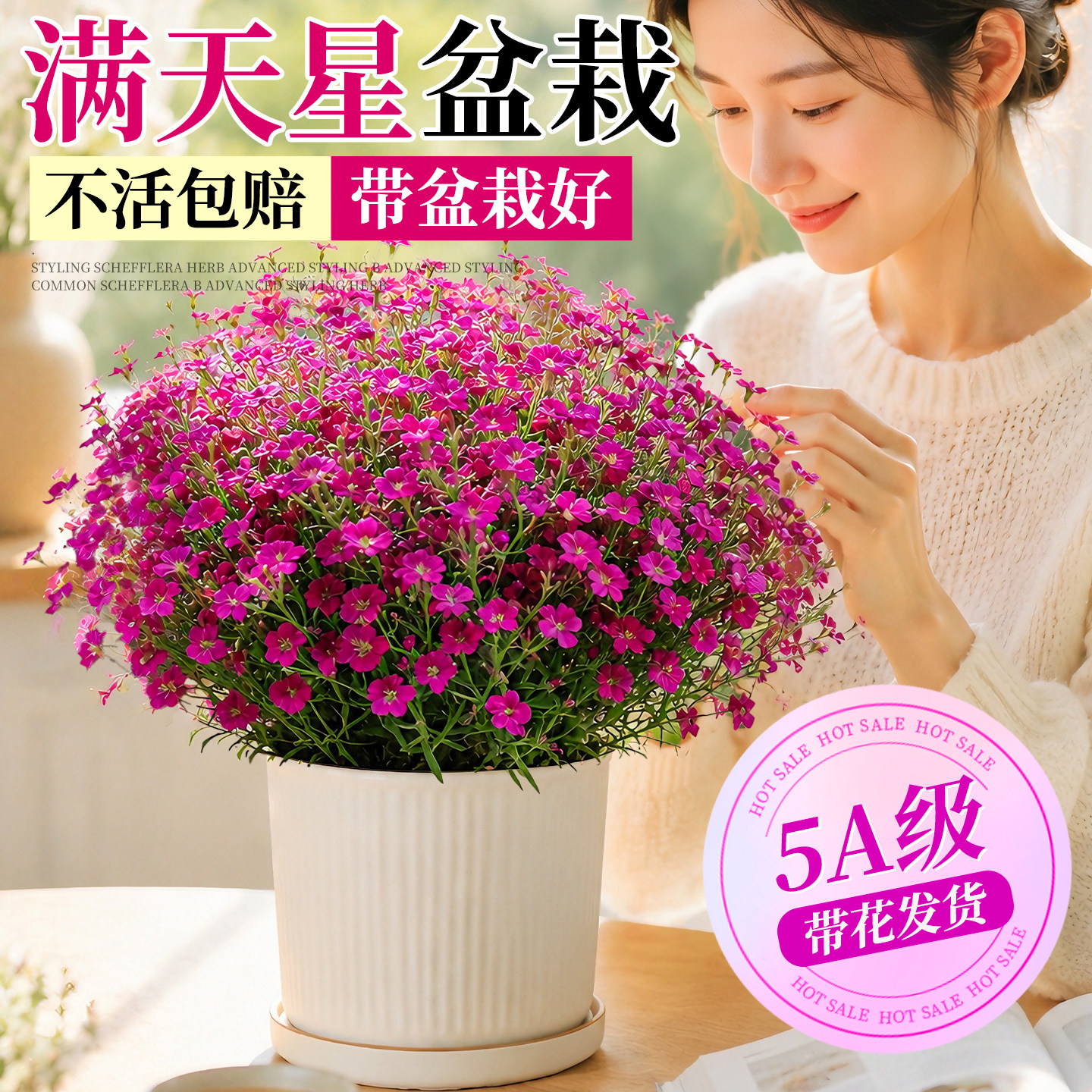 满天星盆栽带花阳台鲜花庭院室内图片