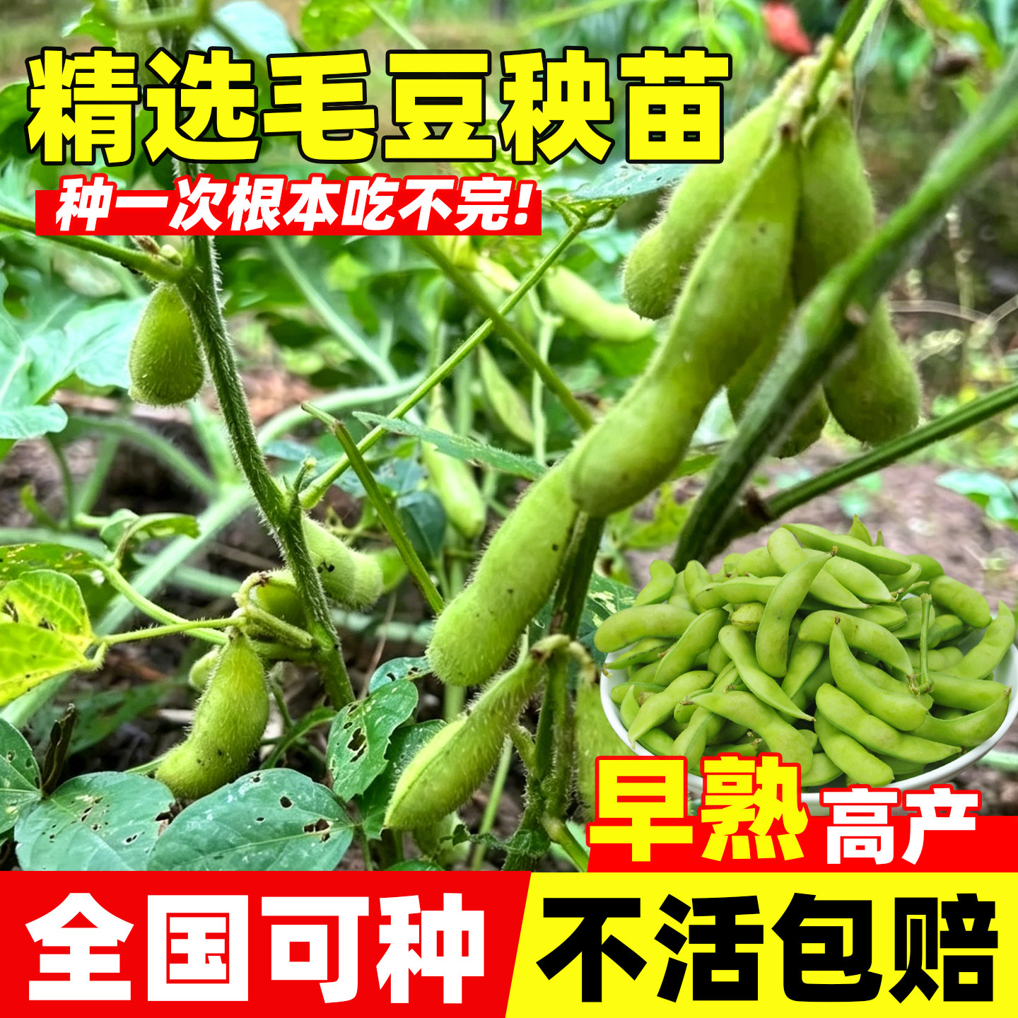 早熟高产毛豆苗黄豆大豆苗土豆苗花生苗玉米秧苗棉花苗露天蔬菜苗