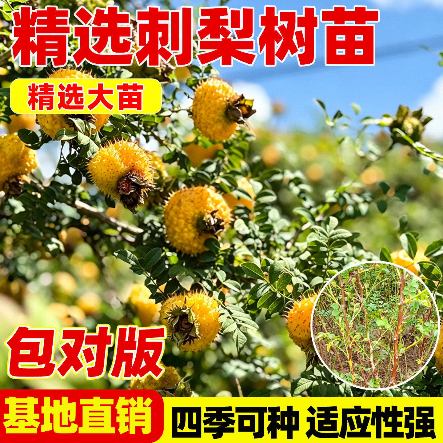刺梨水果树果苗贵州金刺梨苗耐寒耐热南北方盆栽地载庭院树苗果树