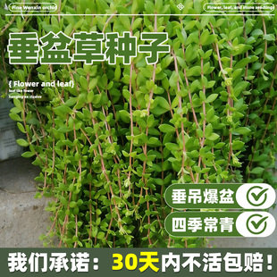 垂盆草种子养肝草食用吊篮佛甲草野菜多年生地被草本植物种籽大苗