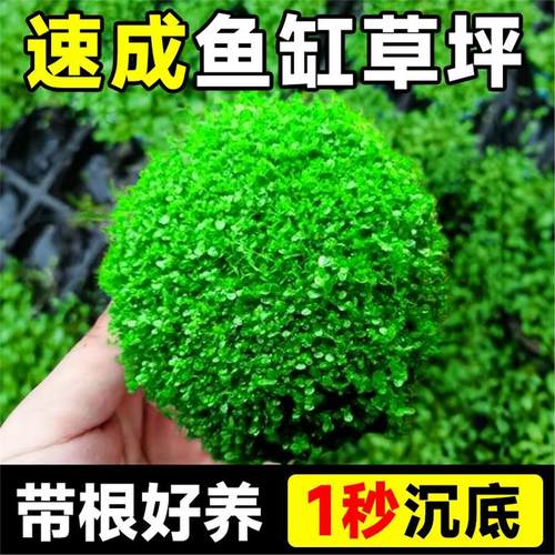 爬地矮珍珠水草日本趴地矮珍珠水