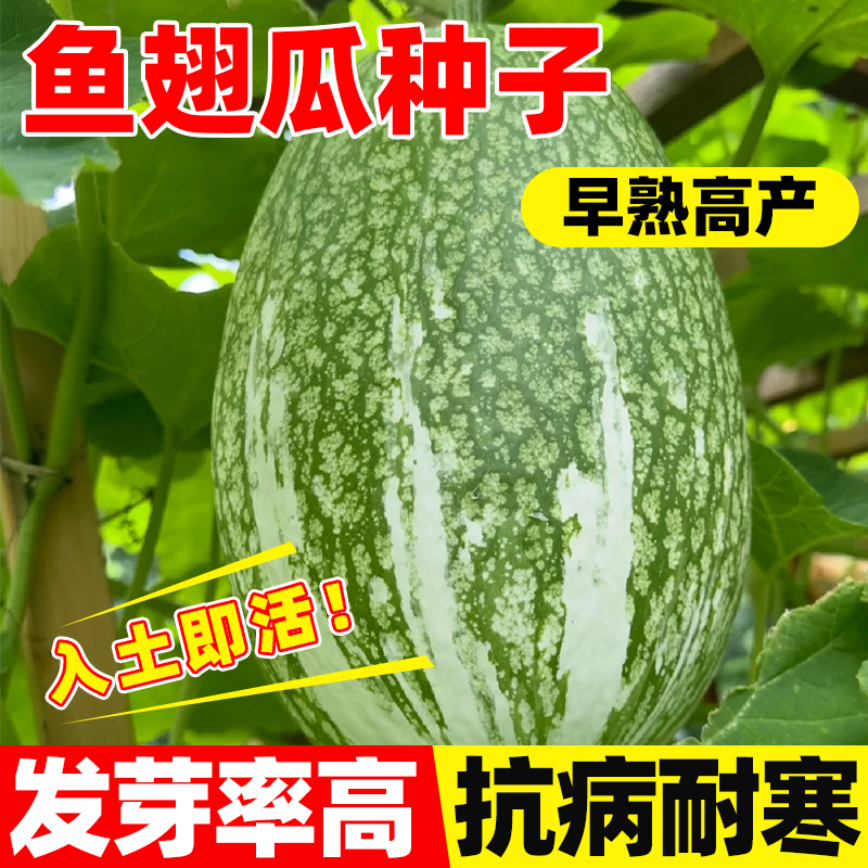 四季早熟高产鱼翅瓜种子孑丰产硬花皮黑籽南瓜天然粉丝瓜金丝绞瓜