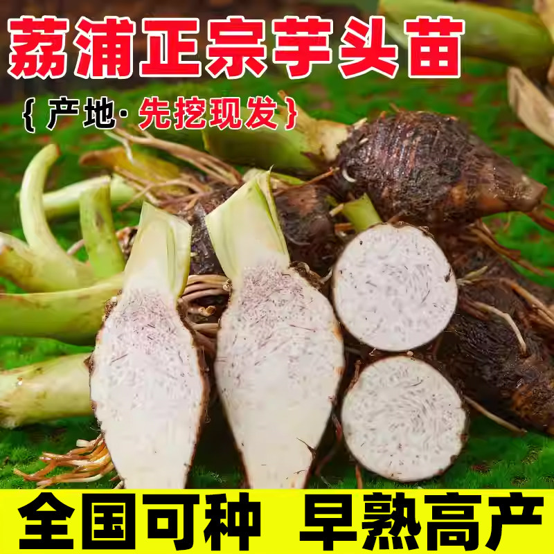 正宗广西荔浦芋头种植苗新鲜蔬菜农家槟榔香芋种子苗栽培育苗种籽