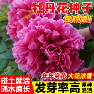 洛阳牡丹种籽牡丹花种子孑混色大花四季盆栽阳台药用观赏牡丹花卉