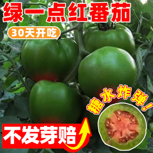 绿一点红番茄种子水果蕃茄沙瓤西红柿种籽阳台庭院盆栽秧苗蔬菜苗