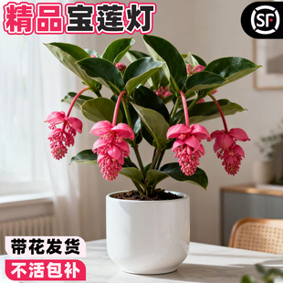 宝莲灯盆栽花苗带花苞大苗高级花卉室内绿植多年生好养珍珠宝莲灯