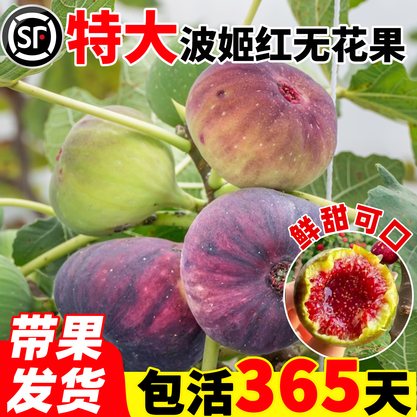 特大波姬红无花果树苗盆栽水果苗