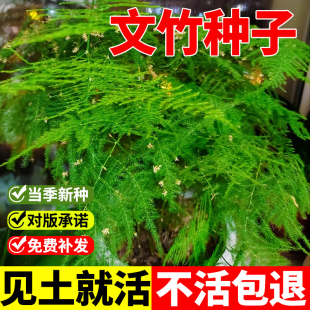 文竹种子景观云竹云片松种籽室内盆栽观赏绿植四季常青易活竹子苗
