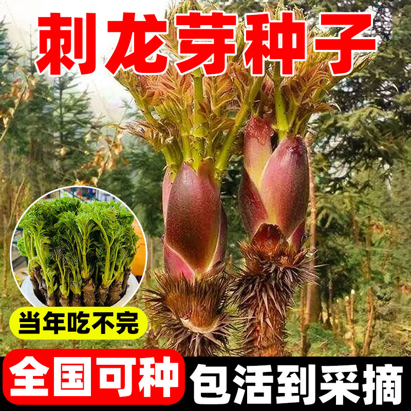 刺龙芽种籽子四季播种高产庭院盆栽易活东北刺龙芽种籽蔬菜种孑子