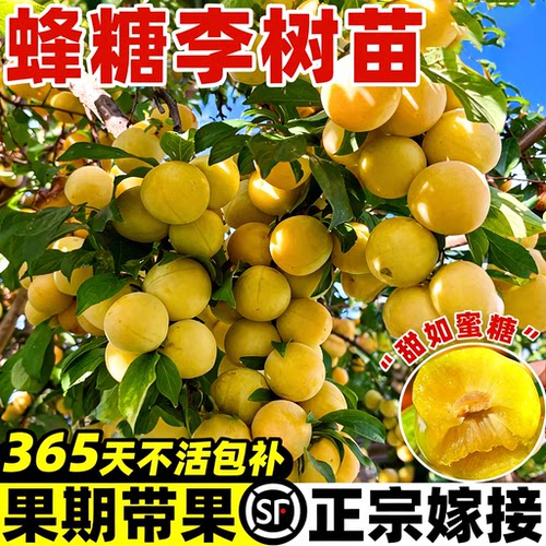 特大号蜂糖李子果树苗正宗